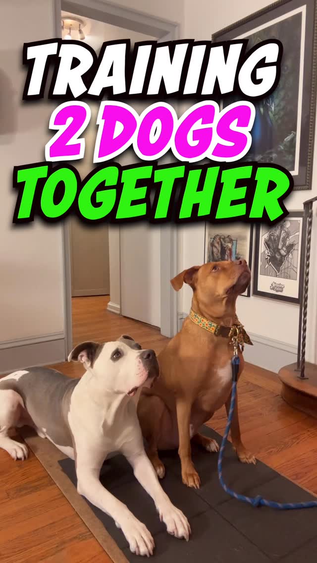 For training w/ your dogs DM or click the bio link 😜🐶
ALSO- please comment & ask questions #dogs #dogtraining #dogmom #dogdad