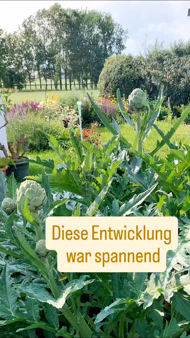 Das das so lange dauert... hätte ich nicht gedacht!
Hier im Pulkautal ist es recht trocken. Eine der trockensten Regionen Österreichs.
Ich habe die Pflanzen dementsprechend ausgesucht und wusste, dass sie nicht viel Wasser kriegen werden.
💧💧💧💧
Wenn nix vom Himmel kommt, gibt's nix, denn Wasser aus der Leitung ist tabu.
Wirst du sagen... naja mit den Trockenheitsverträglichen sollte das passen.
👉🏻 Aber der Boden ist hier relativ schwer und da haben sich einige Arten dann doch geplagt!
... 💥 Temperatur und Hitze passt... Boden ist aber suboptimal für die Pflanzen!
💥💥 das wird und ist mit dem Klimawandel überhaupt ein Problem in manchen Regionen.. ich kann nicht überall 🚜den Boden komplett austauschen!
🐁🐁
Aber die Wühlmäuse waren das Hauptproblem. Sie haben einiges verhindert und kaputt gemacht.
Dazu kam noch, dass die Einjährigen, die vorher hier gewachsen sind im ersten Sommer alles überwuchert haben... weil meine Schwiegermutter sich nicht überwinden konnte genug herauszujäten (ziertabak)... das hat einigen den Anfang sehr erschwert... z.b. dem 🌈 Regenbogenschwingel
Aber nach und nach hat sich die Pflanzung stabilisiert. Einiges hat sich selbst vermehrt (Steppensalbei).
🌧🌧 und im.letzten Monat hat es ausreichend (mehr als sonst) zur rechten Zeit geregnet, dass alles sehr üppig blüht. ... 🙉 und sogar ordentlich auseinander fällt.
Mal sehen, wie es weitergeht!
Welche Erfahrungen hast du gemacht?
#blumenbeete #trockenheitsverträglichepflanzen #pflanzentanzen #verenas_pflanzentanz #verenas_pflanzenstandorte #pflanzplanungwien #beetplanung #staudenbeet #trockenheitsverträglichepflanzen #beetblumen #niederösterreich #blühendesösterreich #standortgerecht #blumenpflanzen #wienergärten #pflanzplanung #gartenblumen #beetgestaltung