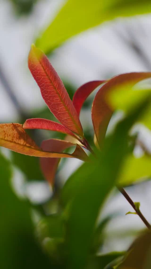 The Art of Life 🐉
Ban Rak Thai shows us that beauty lives in simplicity