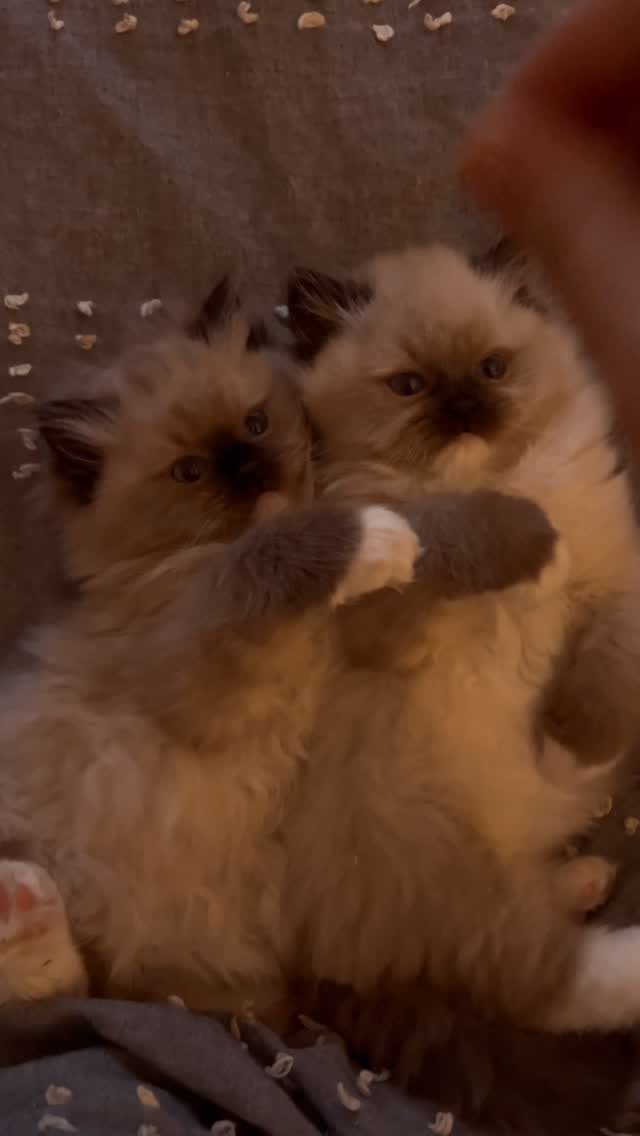Basil and Nelson 🍃🩷
Almost 9 weeks! These two boys will be going home together to Tasmania! We’re so excited for them 🥰 Cutest duo ever!
www.purrsace.com
Purrsace Ragdolls
GCCFV registered breeder
Source# RB10973
#ragdollsofinstagram #ragdollbreeder #catsofmelbourne #catsofinstagram #catsofaustralia #ragdollsofaustralia #ragdollsofmelbourne #ragdollcat #catloversworld #kittenstagram #catofday #catsdoingthings #dogsandcats #catphotography