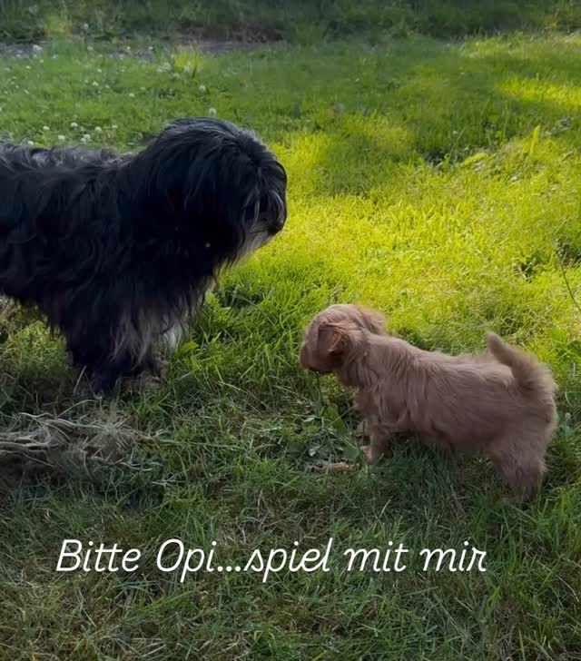 ##havaneselover #havanna #puppies #puppie #puppygram #puppielove #puppylife‘*. #welpenliebe #welpe #therapiehund #breeder #breeders
#breederlife #zucht#seelenhund#hundezucht
#niedersachsen#hannover#sehnde#züchterstolz
#stolzemami #zuchtmitherzundleidenschaft
#for#you#page#foryoupage#puppiesofinstagram#otto #vamos