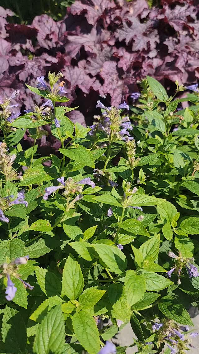 Pollinators at @himmelsgardencenter !