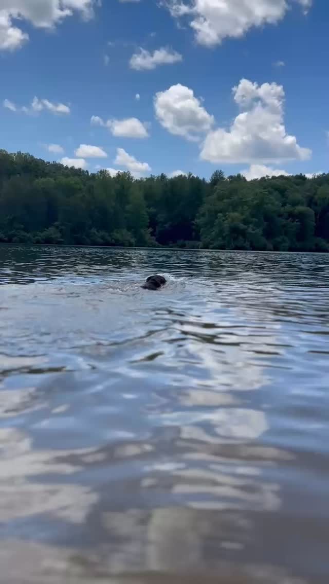 When the heat and humidity rise, so does the risk for your dog 🚨
Dogs don’t sweat like we do—they pant to cool off. But in extreme heat or humidity, that system can fail fast.
🔥 Use the back of your hand to test the pavement—if you can’t hold it for 7 seconds, don’t walk your dog on it.
🚶♀️ Stick to early morning or late evening walks. Even shade isn’t always safe during peak temps.
💧 Always bring water. Add ice if your dog needs motivation.
🐶 Know the signs of overheating: heavy panting that doesn’t improve inside, drooling, bright red gums, wobbly movement, vomiting.
If you see any of these, cool your dog down and contact your vet ASAP.
🐽 Some dogs—especially brachycephalic (flat-faced) breeds—overheat way faster than others.
You are your dog’s only advocate in this heat. Stay smart, stay safe.
xo, Steph 🫶
#dog #dogsafety #heatwave #dmv #dogsofinstagram #northernvirginia