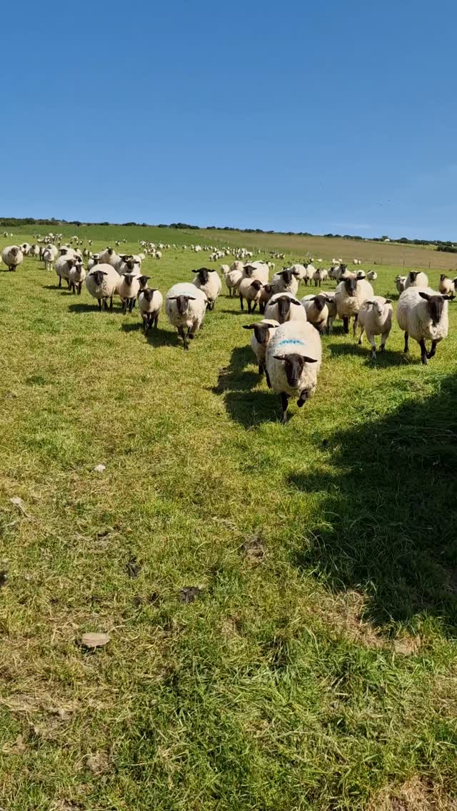 This is not the way we usually move sheep... its more usual to be behind them. Today however, they were ready to move to fresh grass and came to me when I opened the gate!