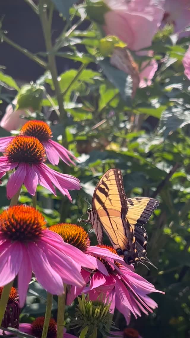 ⁉️Our public lands are not for sale.
What we protect today is what our children inherit tomorrow.
📢 Take action:
Call your senators. Tell them you oppose the sale and exploitation of public lands. These wild places belong to all of us—not for private gain.
✊ Be the voice for the voiceless—our forests, wetlands, wildlife, and water.
🔁 Share this reel. Start the ripple.
#ProtectPublicLands #CallYourSenators #NatureIsNotForSale #YouCannotEatMoney #OurLandOurFuture #natureandblooms
