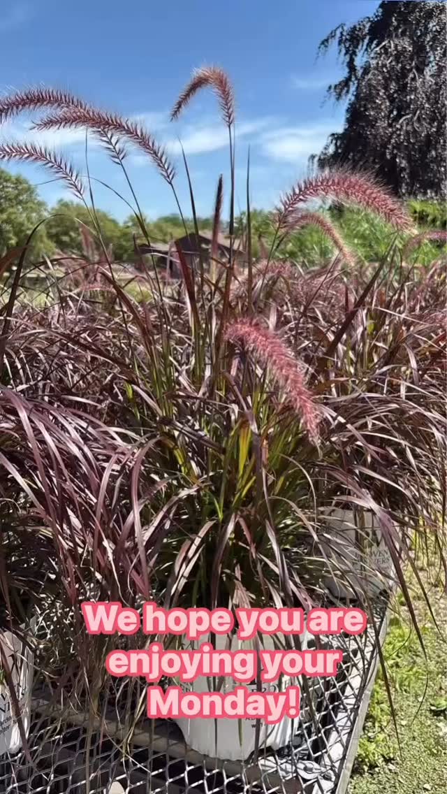🌿☀️ Don’t let the heat keep you away—it’s a beautiful day here at Massab Acres in Taylor, Michigan! Our family-owned greenhouse and nursery is full of color, beauty, and unbeatable deals!
🌾 Annual Grasses are 20% OFF — including favorites like Purple Fountain Grass and King Tut!
🌸 Annual Hanging Baskets and Potted plants are bursting with blooms and also on sale!
🌴 Tropicals are ready to bring the vacation vibes right to your backyard!
Whether you’re looking to brighten your porch or elevate your landscape, we have the plants and expertise to make it happen. We also specialize in landscaping services—from design to install, we’ll help create the outdoor space of your dreams.
🌼 Stop in, stroll through the greenhouse, and let’s talk plants, flowers, and curb appeal. We’re here to help you grow something beautiful!
#MassabAcres #TaylorMichigan #GreenhouseVibes #GardenDeals #AnnualsOnSale #PurpleFountainGrass #KingTutGrass #Tropicals #HangingBaskets #LandscapeDesign #MichiganNursery #FamilyOwnedBusiness #LocalLandscaping #SupportSmallBusiness #LearnWithShayna #BeautifulLandscapesStartHere #GardenGoals #PlantSale