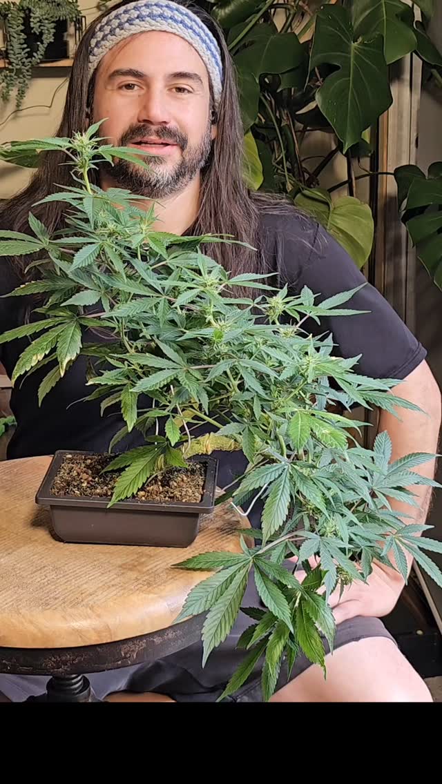 Meet my Blue C‑Birdie cannabonsai, cascading like a cliffside beauty. This F1 auto (Blue Auto CBD × Ravenberry) brings juicy berries, spicy fuel, and that smooth ~1:1 CBD:THC blend, a mellow all‑day companion. My goal? Teach you the Kengai cascade style: pick one branch, wire it slowly, and let your plant drip downward like nature intended.”
Genetics by the legends at @_mephistogenetics use code cannabonsai at checkout for 10% off 🌱