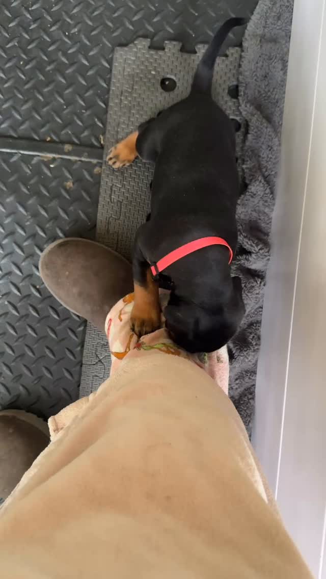 Meet our one and only girl from our ‘B’ litter
🔥 She is an absolute firecracker and a force to be reckoned with
She’s happy to stick it to her big brothers and tackles everything new with boldness and a zest for life that we love to see 🍋🟩
#dobermannpuppy #confidentpuppy #ethicalbreeder #buildingconfidentdogs #creatinglifelongbonds #europeandobermann #healthydogsarehappydogs #knowwhereyourdogcomesfrom #passionateaboutdogs