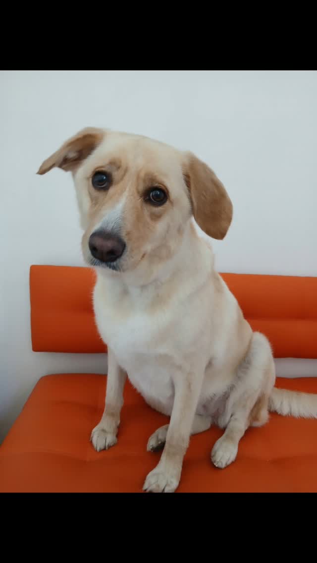 Я і без ШІ зрозумів погляд милої Арії :
Ну ось, закінчилось, я тільки но розслабилась... Кого треба вкусити, що б наступного тижня мене знову привели на цю їх "Експрес-линьку і жопко-вичухування"?