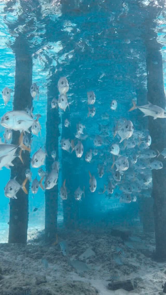 Amazing how much life can be hiding right under our feet at the dock !!! Taking a stroll under the Big Game Dock looking for Shark Teeth with Bimini Scuba Center ! @biminiscubacenter @bimini_big_game #bimini #underwaterfilming #teeth #jacks #diving #scuba #walkingunderwater #travel #wanderlust #bullshark