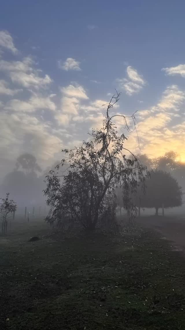 And……. Breathe 🧘 Misty mornings at Jarrah Glen
#Wildinourheart #farmstay #farmstays #experiencenannup #southernforrestsandvalleys #australiassouthwest #nannup
