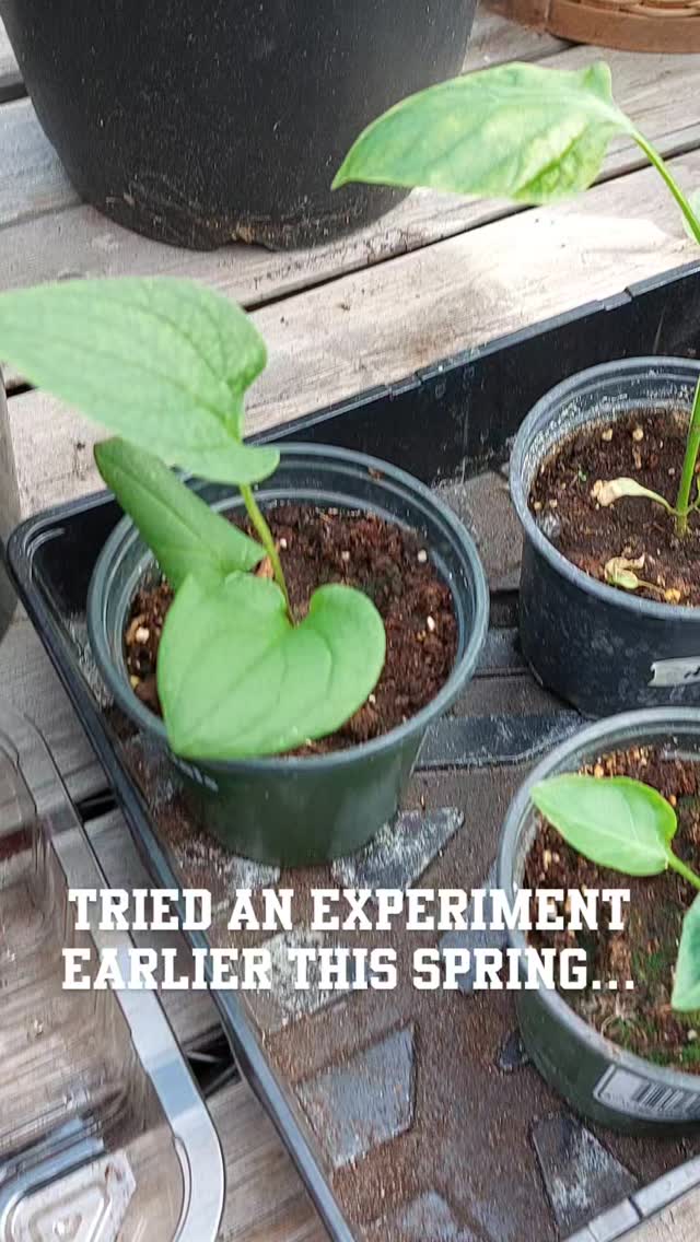 Pepper Experiment was a success!
Now I know 🤣
#pepperhacks #growyourownveggies
