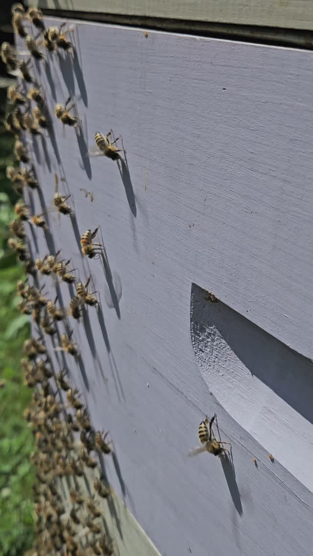 The Bee AC - bees keeping it cool in the hive during the hot summer days 🐝 🐝 🐝
#localhoney #honeybees #ontariohoney #bees #beeswax #hive #BeehiveBuzz #beehives