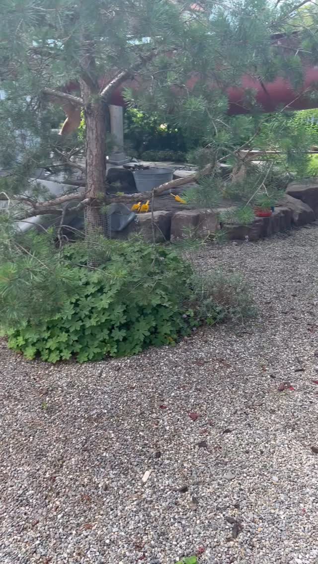 Wiegestuben Morgen im Garten….
#spielraumgrabs #kleinkind #sandbank #storchennest #kinder #freiesspiel #sandspiel #pikler #spielraum #grabs #werdenberg #Elternsein #wiegestube #kinderstube #spielgruppe #selbstbestimmtesspiel #elternkindgruppen