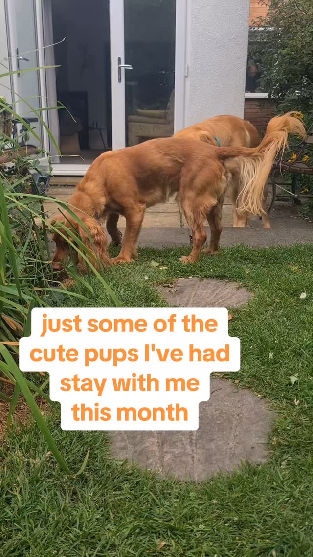 Just some of the pups who have stayed with me this month. Beautiful fluff balls who have enjoyed the air con at my home π€£
#dogboarding #staffordshire #hednesford #dogdaycare #cannock #dog #dogsofinstagram