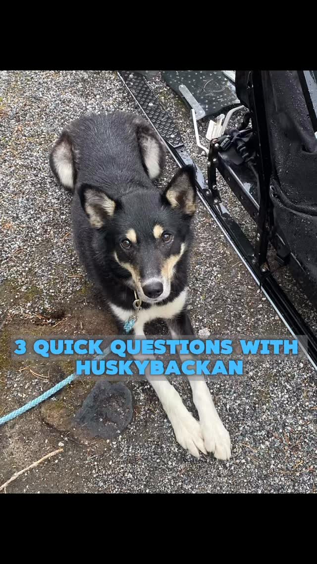 Hear Zofia Jutila from Huskybackan tell us about the Alaskan Husky and dog sledding! 🐾
#museum #arctic_museum_nanoq #alaskanhusky #dogsled #arcticdogs #kesälomatekemistä