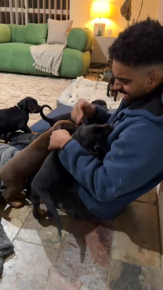 The stud of this litter
Heartbreaker vom ferrenberg (IMP 🇩🇪)
BH, AD, VPG 3, ZTP SG 1A
At just 5 weeks old, our puppies are already showing what makes a balanced Dobermann — confidence, clarity, and calm resilience.
We gently test their responses to sound, movement, and mild environmental pressure. Not to provoke — but to see what’s there. And what we see is encouraging:
They don’t panic. They don’t shut down. They stay present and show their resolve.
Some people might mistake a firm bark or a bold step forward for aggression — but what you’re actually seeing is a young mind thinking, assessing, and staying engaged. That’s not aggression — that’s a clear, confident temperament.
These are the kind of foundations we aim for — puppies that grow into level-headed, reliable Dobermanns. Safe in the home, strong in the field.
#ForrernDobermanns #dobermann #dobielove #puppylove #european_dobermanns #dobe #eurodoberman #dobermannpuppies