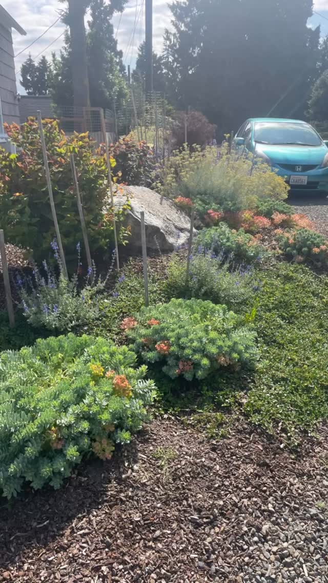 When you’re traveling & most of your photos are plants-so excited to see holly, fig, & be in the lavender capitol of the US! ##olympicpeninsula