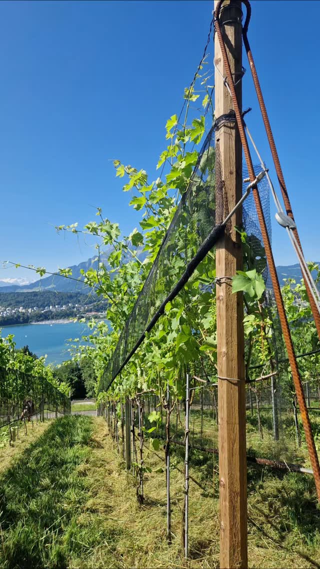 Bei herrlichem Wetter sind wir am Einschlaufen und die Triebspitzen am kürzen ✂
.
.
.
.
.
.
#seeburghof #weinzentralschweiz #weingut #rebberg #swisswine #zentralschweiz #luzern #biowein #weinbau