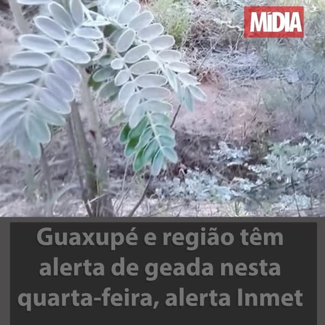 O Instituto Nacional de Meteorologia (Inmet) emitiu nesta terça-feira (24) um alerta preventivo para formação de geada em grande parte de Minas Gerais, com vigência entre a madrugada e as primeiras horas da manhã desta quarta-feira, 25 de junho. Em Guaxupé e em toda a microrregião do Sul de Minas, os termômetros devem registrar queda acentuada, com possibilidade de temperaturas mínimas próximas de 3°C. Leia a reportagem completa >>> link na bio