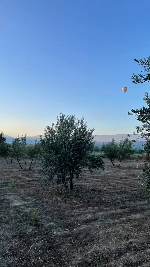Wakker worden in het hart van Andalusië, waar elke olijfboom het verhaal van onze Extra Vierge Olijfolie vertelt. 🌅 In zo’n landschap kan alleen excellentie ontstaan. Puur genieten! #OlijfolieExtraVierge #Andalusië