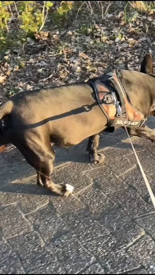 Chicos Familie hat uns diese Videos zukommen lassen. Sie zeigen Chico vor und nach der OP. Chico ist wieder ein fröhlicher und spielfreudiger gesunder Hund. 😍 Wir freuen uns mit den Besitzern über seine Entwicklung.