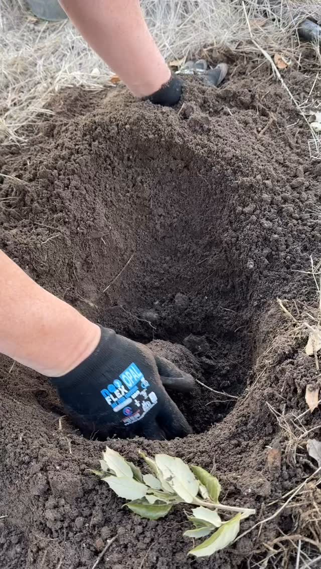 Another cracking truffle hunt at @double_oaks_estate today with @caninetruffleht . Please come see us tomorrow at @lancefieldfarmersmkt #truffle #frenchoak #truffiere #truffles #truffledog
#ourvineyard #boutiquewinery #winerylovers #wine #weekendsinmelbourne #australianwines
#macedonranges #winetasting #cellardoor #vintners #daylesfordmacedonlife #daylesfordmacedonranges #cellardoorvictoria #melbournecellardoor #victorianwine #victorianwinery #winerymacedonranges #woodend #kyneton #localproducers #cellardoorvictoria #explorevictoria #wineryvictoria #countryvictotia
#visitvictoria
