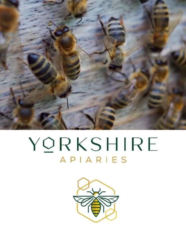 A peek behind the buzz! 🐝 From heart to hive, we lovingly care for our bees to ensure their welfare and maintain sustainability. What part of the process would you like to see next?
#BehindTheScenes #BeekeepingLife #HoneyHarvest #YorkshireCountryside #SustainableBeekeeping #YorkshireApiaries #MeetTheBeekeepers