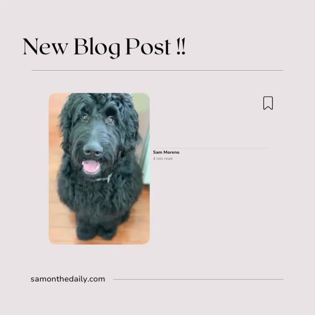 new blog post is live 🤍
this one’s hard to write, but even harder not to share.
it’s about Thundar — my storm, my peace, my best friend.
his legacy is the reason I started my nonprofit.
his love is why I keep going.
🌩 “Thundar, My Peace” is up now on samonthedaily.com —
for anyone who’s ever had to say goodbye and still find a way to keep going.
https://www.samonthedaily.com/post/thundar-my-peace
.
.
.
.
.
.
.
:
:
.
#thundarlp #griefandgrace #bloggerlife #dogsofinstagram #samonthedaily #iwannameetryanreynolds #iwannameetjimmyfallon