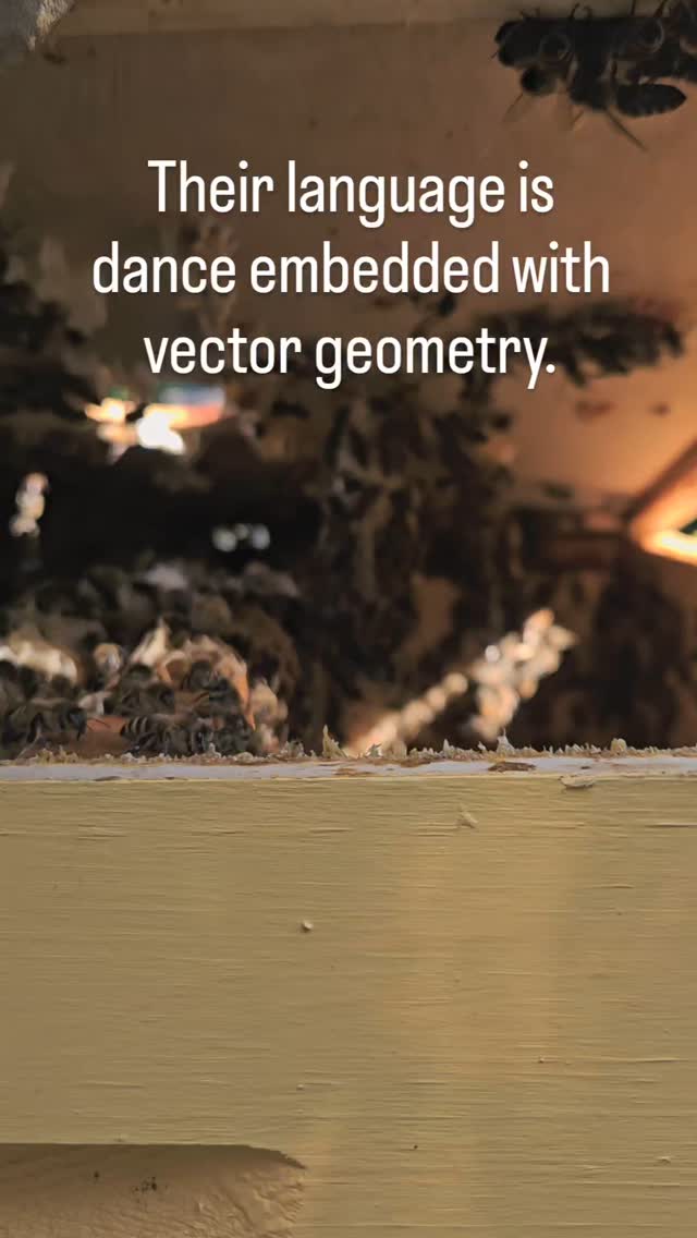 Their language is dance embedded with vector geometry.
#localhoney #bees🐝 #honeycomb