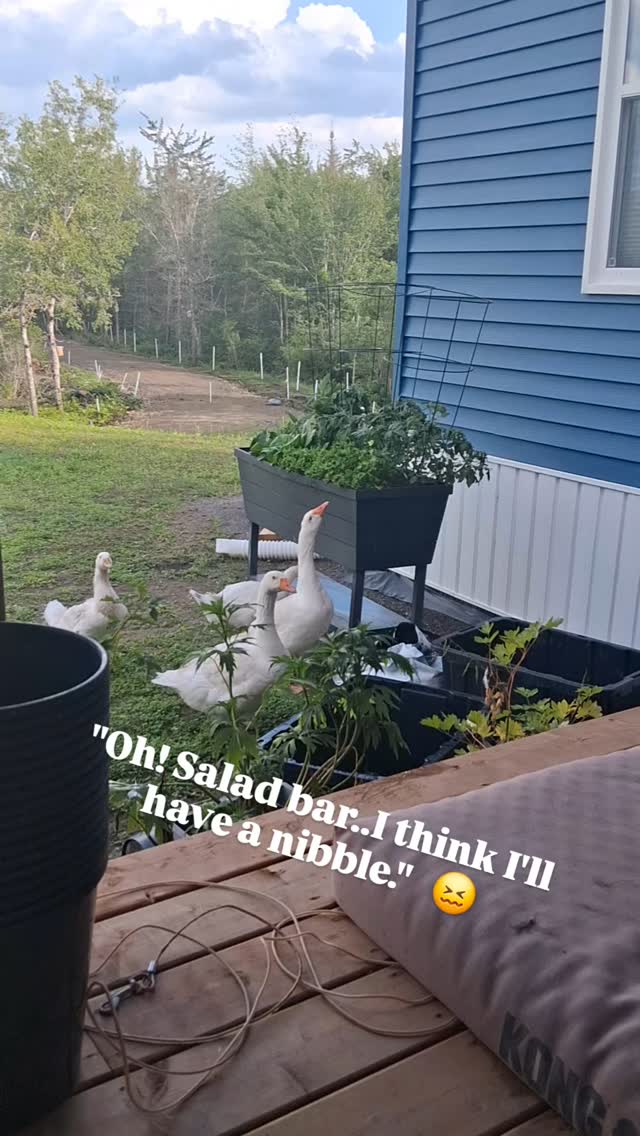 Nothing is safe with geese on the loose.
#newbrunswick #farmlifebestlife #homestead #homesteading #moncton #geeseofinstagram #geese