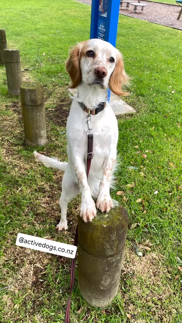 🐾 Power of 2 Feet Up! 🐾
“Dog on a log” challenge activated!
These 3 superstars are building confidence, coordination and body awareness — all through play and a bit of balance! 🙌
💥 The “2 Feet Up” position isn’t just cute — it’s fantastic for:
🧠 Confidence building
🏋️♂️ Body awareness
🤝 Relationship boosting
🎯 Focus around distractions (check that playground in the background!)
Now it’s your turn —
📸 Share a photo of your dog doing 2 feet up (logs, rocks, stumps, balance discs — anything goes!)
👇 Drop it in the comments or tag @activedogsnz and use #dogonalognz to join in the fun!
#DogTraining #PositiveReinforcement #ConfidenceTraining #DogOnALog #2FeetUp #ActiveDogsNZ #TrickTraining #DogFun #EnrichmentGames #CleverCanine #DogBalanceChallenge