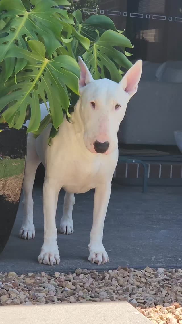 Saxon the bull terrier... having a little trance under the Monstera...
#bullterriers #bullterriersofinstagram #trance #dogsofinstagram #doglover #funnydog #bullterrierlove #bullylove