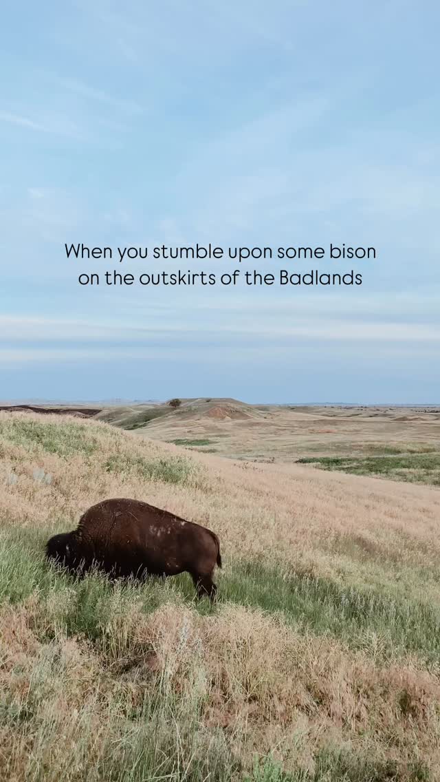 I love pleasant surprises like this! Venturing to the Badlands is always a treat, but when greeted with unexpected close encounters with wildlife, it just gets sweeter!
Happy Friday everyone ☺️🙌🏽 May this be a gentle reminder to get outside and enjoy the summer weather this weekend.
#badlandsnationalpark #bison #fluffycow #landscapephotographer