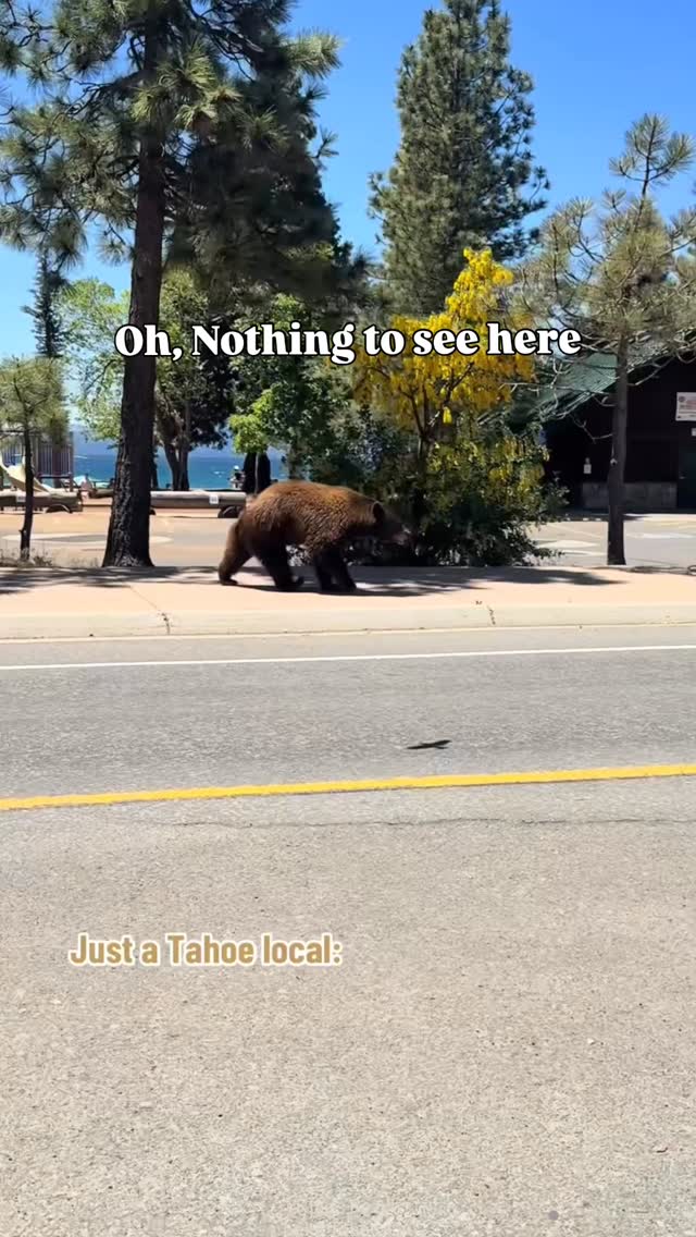 Kings Beach | Details👇
Kings Beach
4.3 ⭐️⭐️⭐️⭐️⭐️ (212)
Lake Tahoe, CA
Placer County
Golden sands, alpine air, and… a bear running through town?! 🐻 Kings Beach is Lake Tahoe’s chillest gem—where summer swims meet surprise wildlife sightings. Whether it’s paddleboards or powder days, this spot brings the magic year-round! ❄️🏔️✨
Original content by TIKTOK antdagooner
Visit the link in bio for:
✅ More things to do near Tahoe,CA
✅ Save 53% off California’s top 10 most scenic coastal parks? DM “COAST” and I’ll send you the 84-page trip planner and guide that includes places to eat, hike, and stay along the California coast! Reg price is $19 but our followers get it for only $9 (Limited Time)🏞️😍
Follow @placestovisitincalifornia for the best places to visit, stay, and live in California!
About Kings Beach:
Nestled on Tahoe’s north shore, Kings Beach blends relaxed mountain living with lakefront charm. Locals enjoy year-round recreation, small-town vibes, and close access to Truckee or Incline Village—ideal for those craving nature without total isolation.
Median home prices in Kings Beach are around $885K, with lakeview homes fetching over $1.2M. Rentals are tight due to short-term demand, averaging $3,200/month for a 2-bed. It’s a competitive but dreamy market for lake lovers.
🏡 DM “HOME” for current info on housing and financing in California.
.
.
Hashtags: #placeastovisitincalifornia #California #wildcalifornia #laketahoe #wildernessculture #wildernessnation #staylocaltahoe #earthscope #bears🐻 #sierranevada #tahoenation #bears #californialove #sierranevada #yosemite #sierranevadas #thegreatoutdoors #wildcalifornia #publiclands #weekendvibe #neverstopexploring #thatadventurelife #saturdaymood #saturdaymorning #sundayvibes #weekendishere