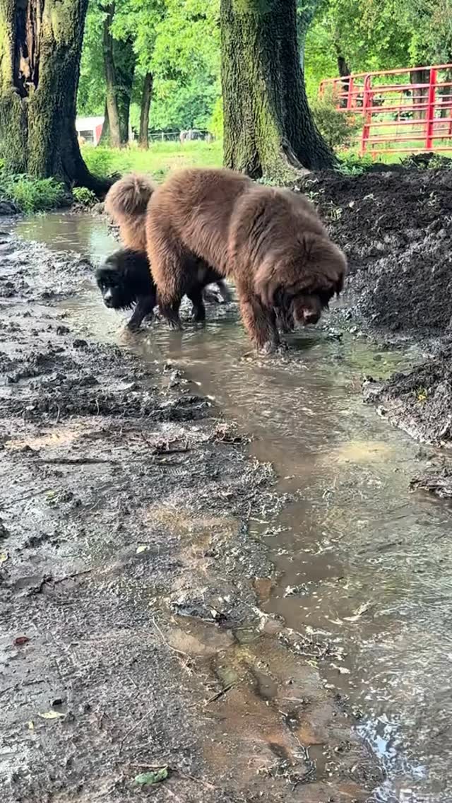 Whoops 😂
#milliethenewf #puppy #newfoundland #waterdog