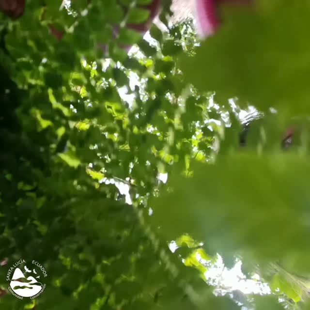 🌿 Every day in the Forest School we nurture curiosity, love and respect for nature.
Your visit makes it possible 💚
#ForestSchool #SantaLucíaReserve #CuriousMinds #TravelForGood #EnvironmentalEducation