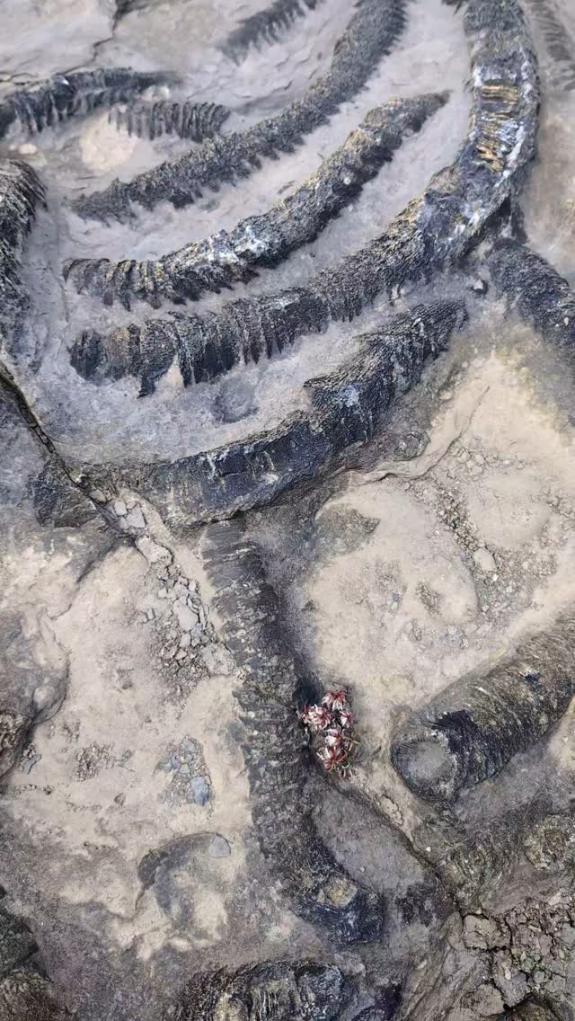 Fossils at Streedagh