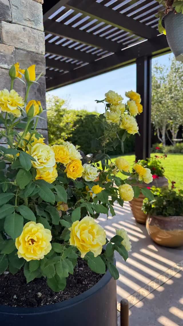 “This Ain’t No Yolk” 💛 our MoSilk and Suri Silk are looking lovely this beautiful Sunday morning ☀️along with a flash of my yellow roses, I wish you could smell these roses, they are so yummy 💛 Have a Blessed Sunday! AdarahFiberArt.com