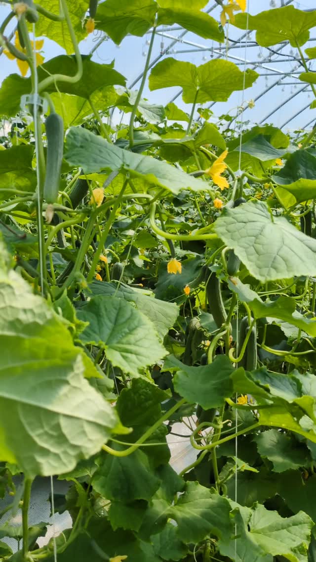 We survived a hot, hot week! Our crew should be so proud of their resilience, and how well they took care of themselves and each other.
The cucumber harvest was always the toughest part of each day. We keep the plants super hydrated, so they are pumping out moisture in a greenhouse that is already well over 100 degrees. The humidity is remarkable. We're talking wringing out your sopping clothes levels of sweat! But we powered through by tackling it together - and good tunes helped!
Our efforts yielded 1,760# of cucumbers (and counting!) so far this week 🤯