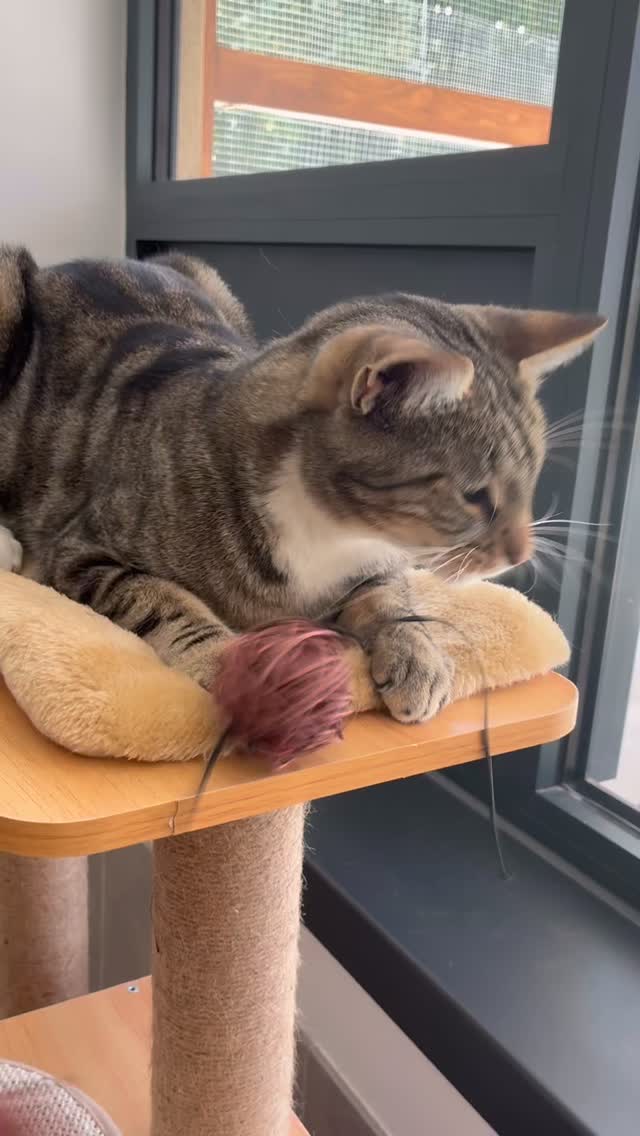 Minnie est arrivée et les journées sont bien chargées ! 🤪
Du jeu, du jeu et encore du jeu, avec une ou deux siestes tout de même… Il ne faut pas oublier que Mademoiselle est en vacances ! 😎
Si vous souhaitez aussi que votre chat puisse s’amuser pendant vos absences, vous pouvez nous contacter au 07 56 92 87 68 ou par mail à larecreduchat@gmail.com. 🤩
#larecreduchat #chat #aixenprovence #pensionpourchats #hotelpourchat #passionchat #aixmaville #letholonet #hotelpourchats #petsitter #meyreuil #pensionpourchat