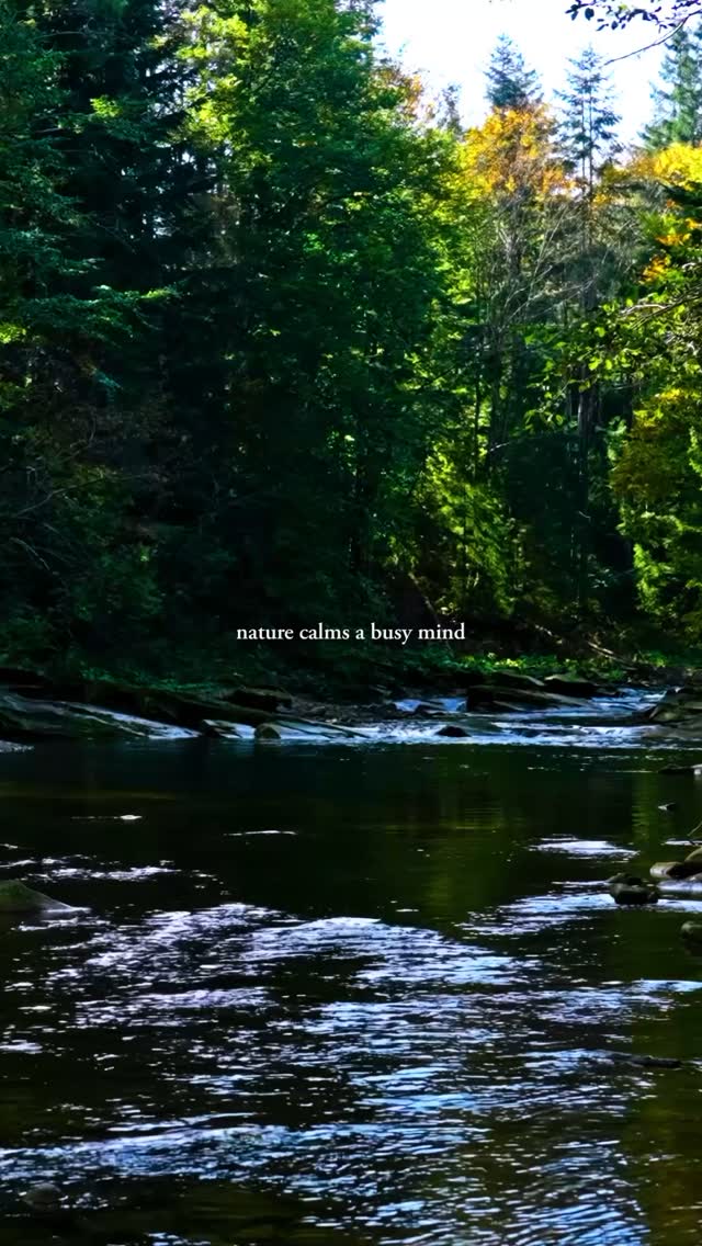 Take a moment to slow down 🍃
Follow for more peaceful forest sounds and soul-soothing nature scenes 💚
#naturescapes #naturesounds #relaxwithnature #mindfulmoment #forest