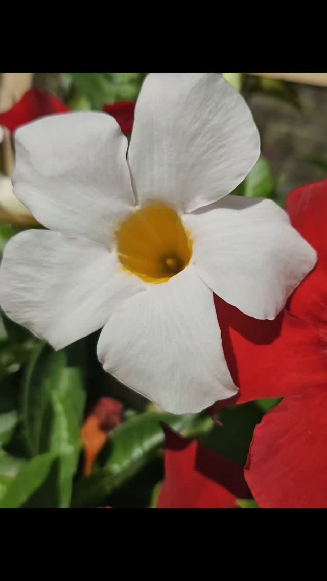 Reposted from @tubloom 🚨 ON-AIR ALERT! 🚨
Catch me LIVE tomorrow on WGN Midday News as we dive into Climbing Into Summer — a vibrant segment all about flowering tropical & perennial vines that BRING THE HEAT! 🌺🌿🤸♀️🔥
From dazzling mandevilla to heat-loving honeysuckle, we’re talking show-stopping climbers that’ll take your garden game to the next level. You won’t want to miss this one — it’s the summer glow-up your trellis dreams of!
📺 WGN Midday News
📅 Tomorrow!
🕛 Tune in & grow wild with me!
#TuBloom #WGNNews #ClimbingIntoSummer #GardenGlowUp #TropicalVines #PerennialPower #BoldBotanicals #VerticalGardening #VineGoals #GardenDesign #TVAppearance #HorticultureHighlight #MiddayBloom #FloralFireworks #HeatLovers #GardenInspo #PlantLife #GrowWithTu #GardeningOnAir #HorticultureWithHeart #TrellisTrends