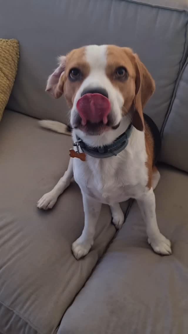 Meet Freddie, a real sweetheart 🥹
How can he not be a baby to us, he loves playtime, cuddles and walks to the park 😍🐶
Ps. Did you notice Freddie’s wink? 😉