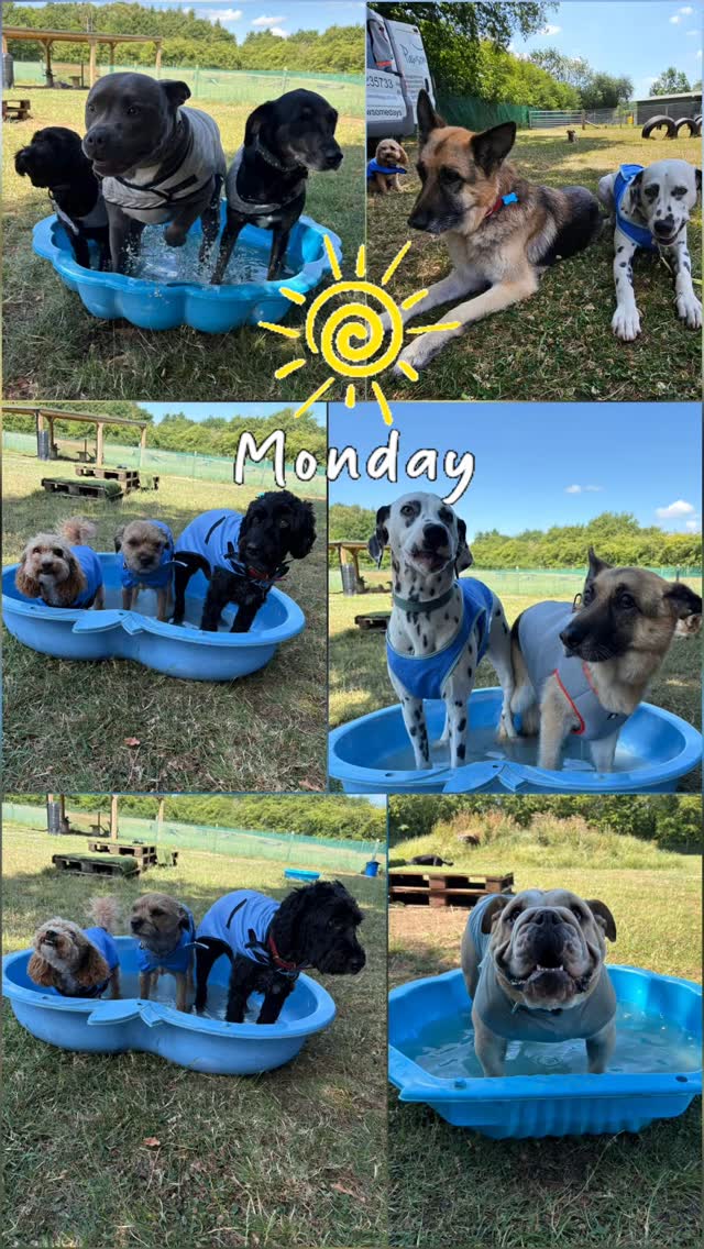 It's a hot one! Safety first for these guys today! Morning splash time, stretch of the legs and toilets, then off home to relax in the cool 😎 #doggydaycareuk #safetyfirst