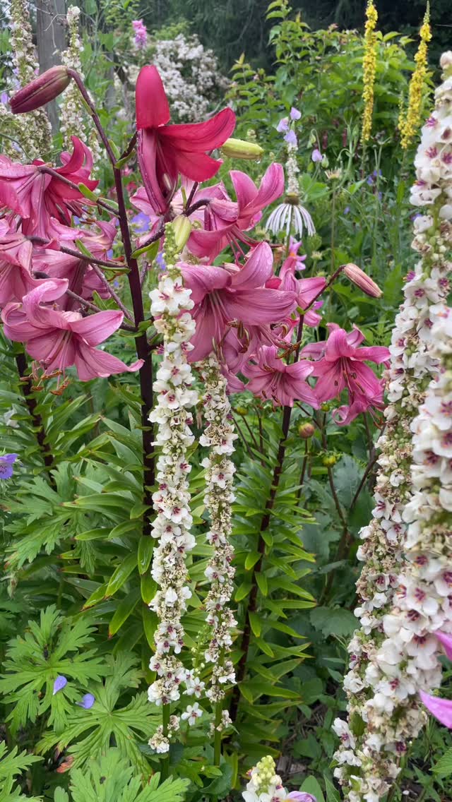 Morning after rain ...Lillie's are weeks early this year. Usually I miss their display! Companion plants Verbascum chaixxi, Dianthus carthusianorum, Cirsium rivulare 'Atropurpureum'
