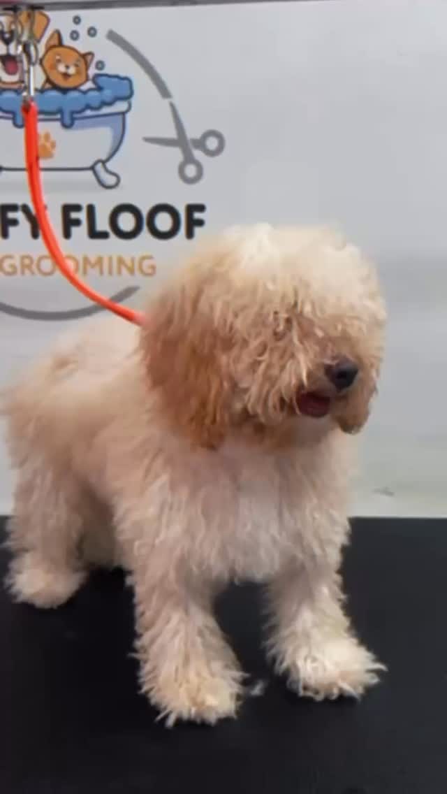 Fluff level: upgraded 🐶
Enjoy a 15% discount on your first visit to our shop.
#grooming #dubaidogs #explore #dogs #dog #fypシ #fluffyfloof #shop