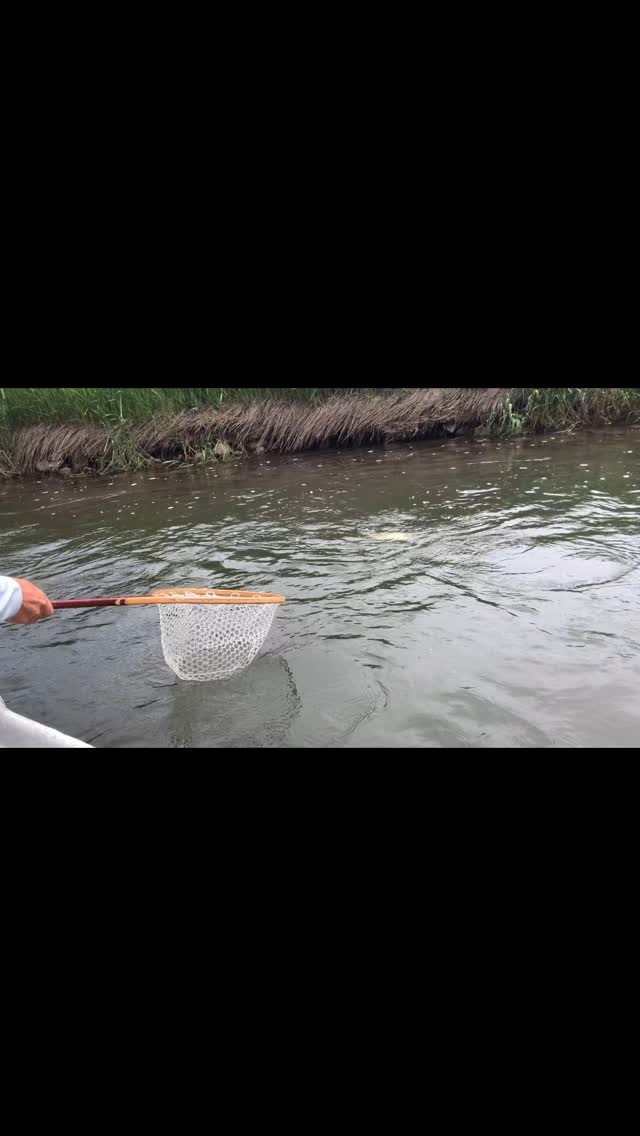 Spring runoff is in the rearview—flows are dropping, water’s clearing, and the fish are hungry. 🎣 Book your trip with Western River Anglers (307) 200-7037 www.westernriveranglers.com let’s get after it! #WesternRiverAnglers #FlyFishing #Trout #jacksonhole #summer