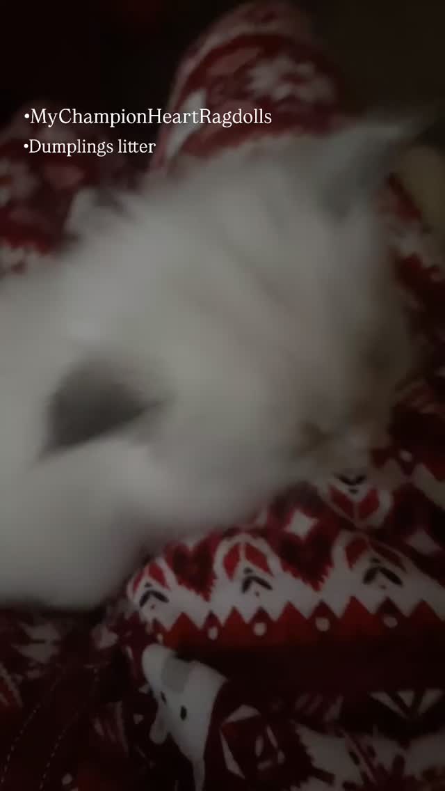 ✨ Kitten Waitlist Spots Now Open! ✨
We’re excited to announce that Dumpling and Champion Diamonddolls Alexander the Great have brought 6 beautiful kittens into the world—ready to find their future forever families.
📅 Born: May 30th, 2025
👨👩👧👦 Parents: MyChampionHeart Dumpling x Ch. Diamonddolls Alexander the Great
🎨 All kittens are bicolor — 3 girls and 3 boys!
If you’re interested in joining the waitlist, please email to receive our required pre-adoption questionnaire.
📩 Contact: MyChampionHeartRagdolls@gmail.com
🌐 Learn more about our process and philosophy on our site: MyChampionHeartRagdolls.com
Note: We’re currently building a brand new website—stay tuned! #ragdollkitten #mychampionheartragdolls #mcheart #ragdoll #小猫萌萌哒 #小猫萌萌哒 #布娃娃猫 #mychampionheart #catoftheday #ragdollsofinstagram #ragdoll #kitty #kitten #californiacat #catsforsale #adoptdontshop❤️