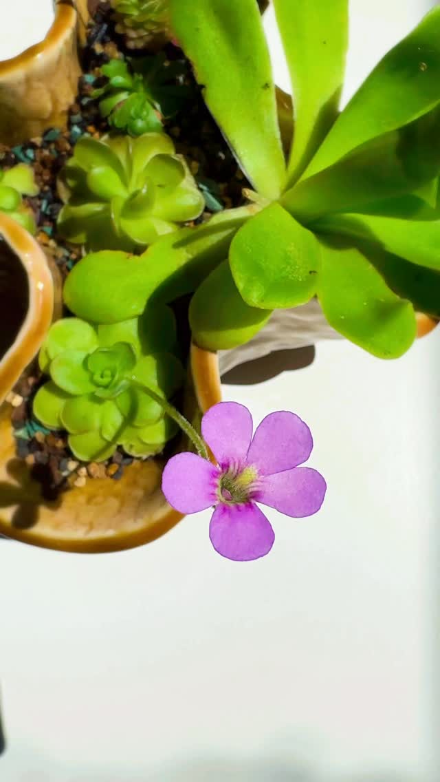 My first time creating a Pinguicula garden and I’m absolutely delighted with how it turned out! 💜🌸
Want to see the full video of me bringing this beauty to life? Check the link in my bio for the YouTube video 📹
Have you ever grown Pinguiculas? Share your experiences and tips with me in the comments below 💬
Pinguiculas from @crystalstarnursery & @plantzzahut
Rooting Riches Mix (small plants substrate) from @crystalstarnursery
Pottery from @inspiredpottery
#PinguiculaGarden
#PlantLove
#CarnivorousPlantEnthusiast